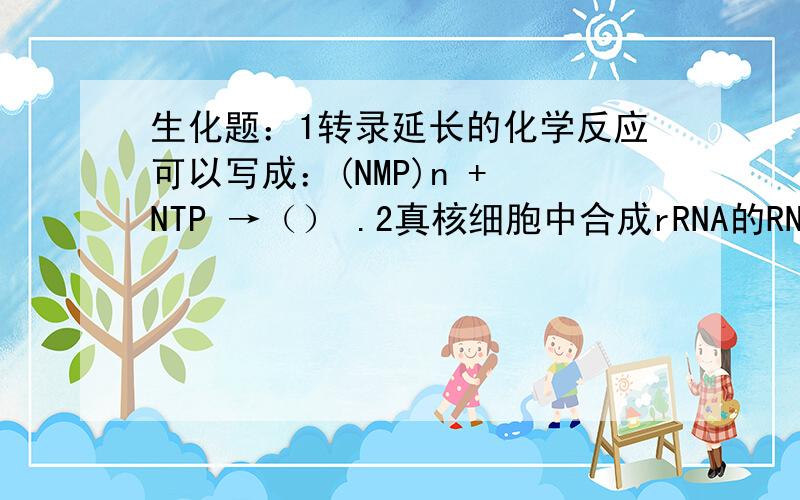 生化题：1转录延长的化学反应可以写成：(NMP)n + NTP →（） .2真核细胞中合成rRNA的RNA聚合酶是（）.