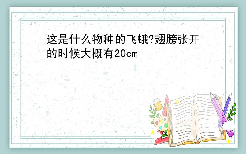 这是什么物种的飞蛾?翅膀张开的时候大概有20cm