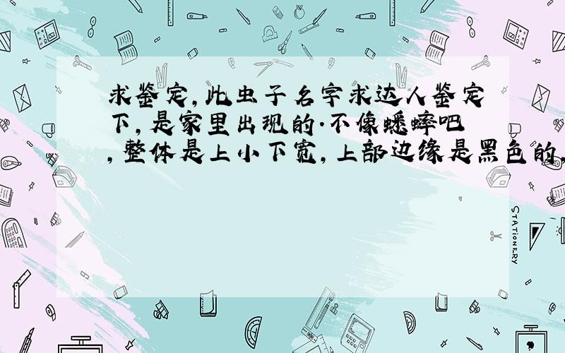 求鉴定,此虫子名字求达人鉴定下,是家里出现的.不像蟋蟀吧，整体是上小下宽，上部边缘是黑色的，上部中间是有点透明的褐色，下