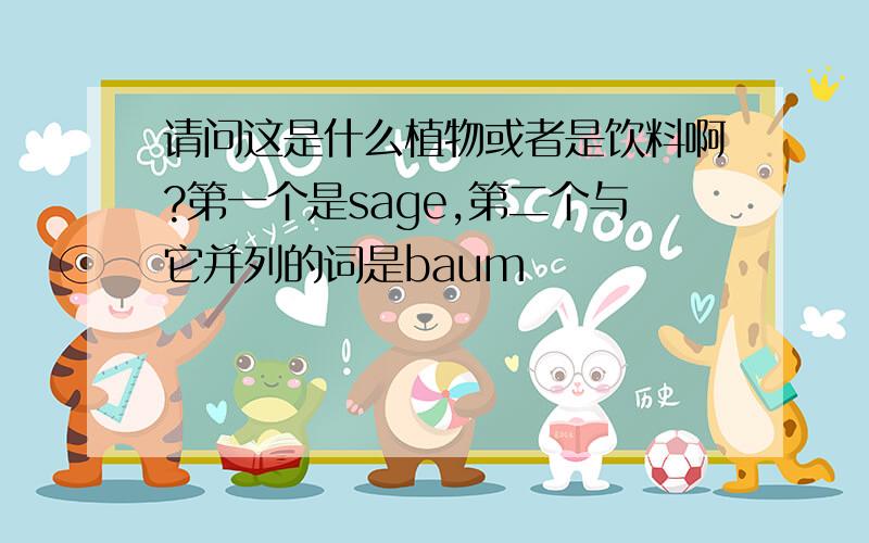 请问这是什么植物或者是饮料啊?第一个是sage,第二个与它并列的词是baum