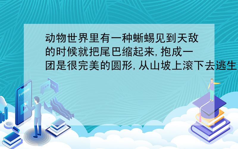 动物世界里有一种蜥蜴见到天敌的时候就把尾巴缩起来,抱成一团是很完美的圆形,从山坡上滚下去逃生,很难追上