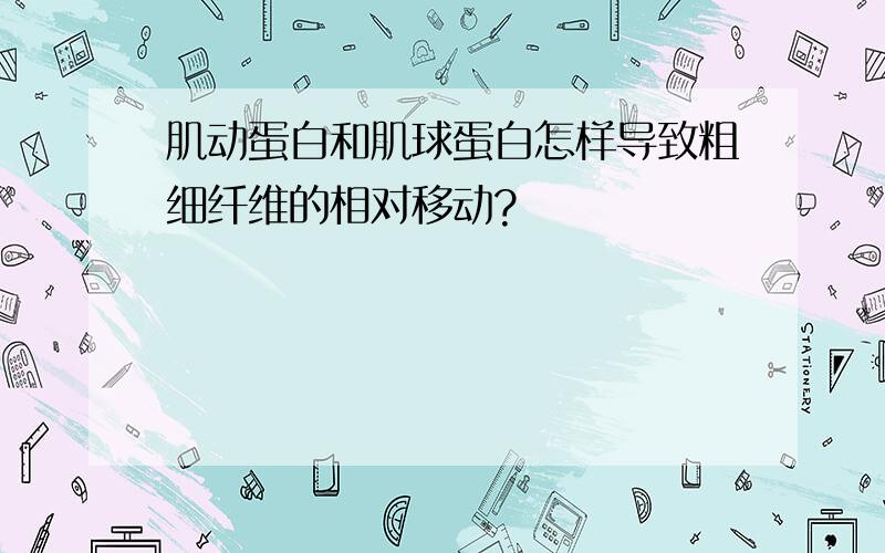 肌动蛋白和肌球蛋白怎样导致粗细纤维的相对移动?