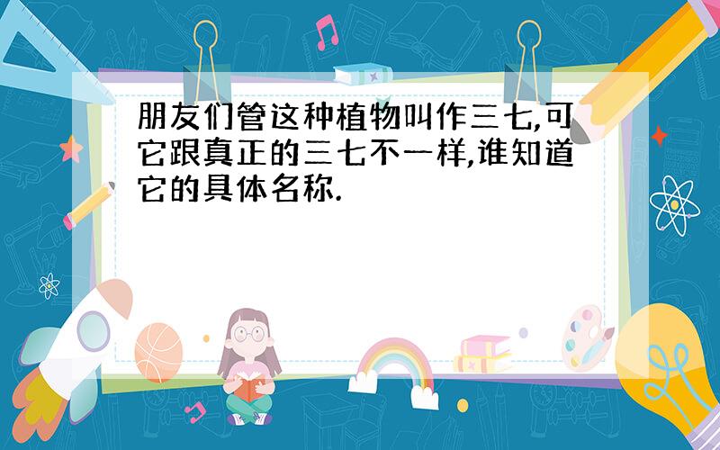 朋友们管这种植物叫作三七,可它跟真正的三七不一样,谁知道它的具体名称.