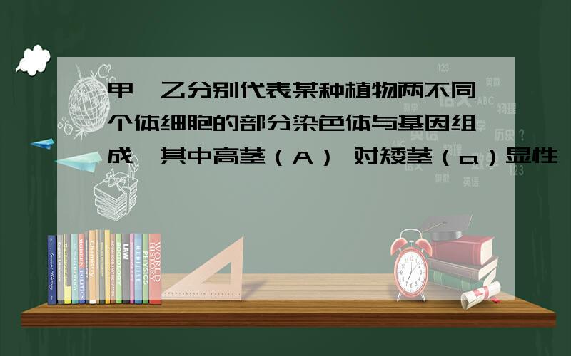 甲、乙分别代表某种植物两不同个体细胞的部分染色体与基因组成,其中高茎（A） 对矮茎（a）显性,卷叶（B