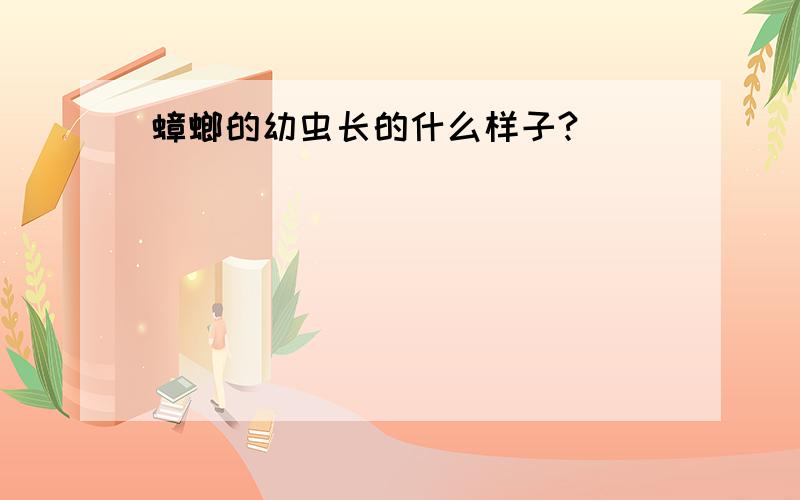 蟑螂的幼虫长的什么样子?