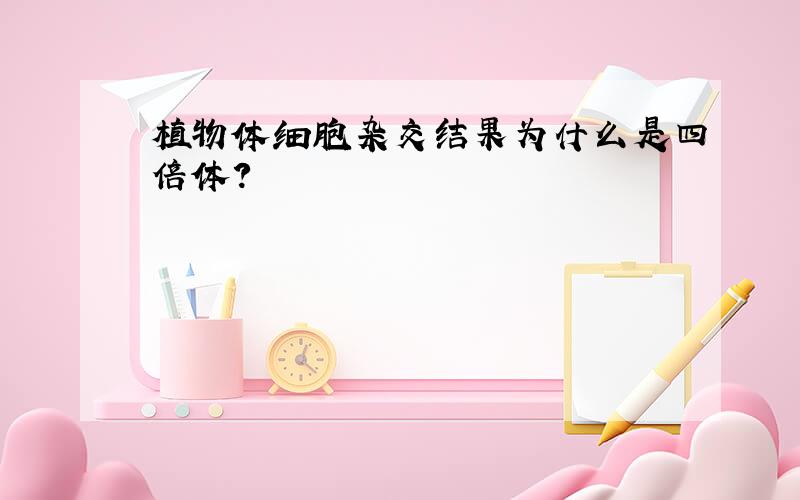 植物体细胞杂交结果为什么是四倍体?