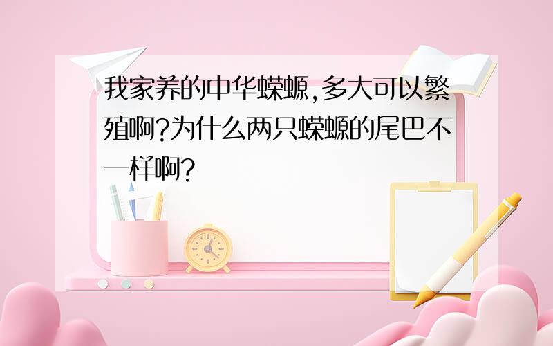 我家养的中华蝾螈,多大可以繁殖啊?为什么两只蝾螈的尾巴不一样啊?