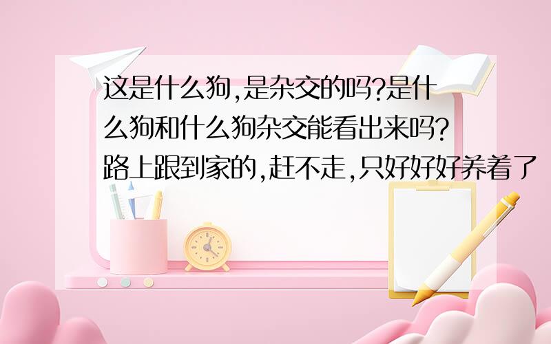 这是什么狗,是杂交的吗?是什么狗和什么狗杂交能看出来吗?路上跟到家的,赶不走,只好好好养着了