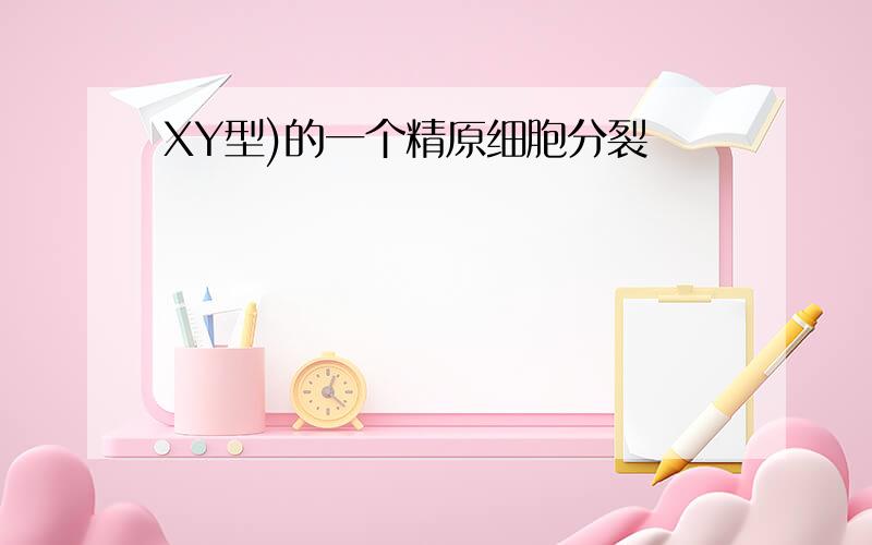 XY型)的一个精原细胞分裂