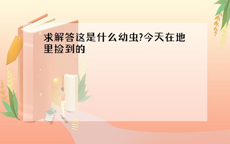 求解答这是什么幼虫?今天在地里捡到的