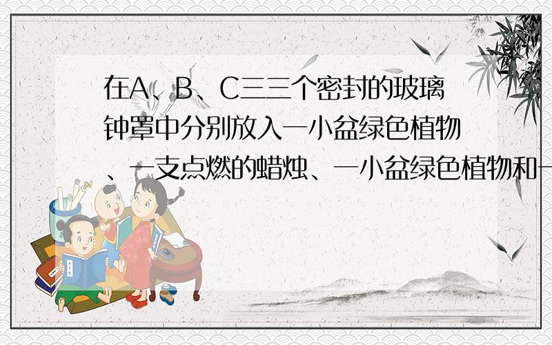 在A、B、C三三个密封的玻璃钟罩中分别放入一小盆绿色植物、一支点燃的蜡烛、一小盆绿色植物和一支点燃的蜡