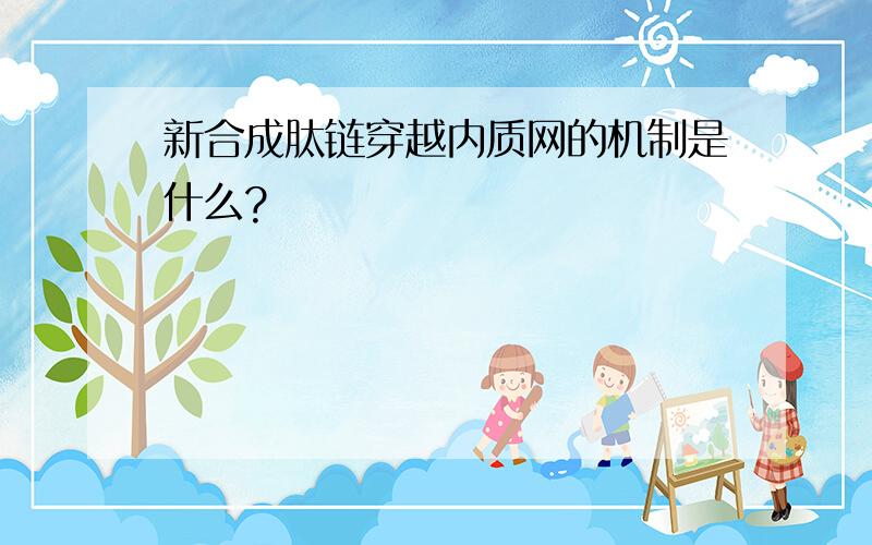 新合成肽链穿越内质网的机制是什么?