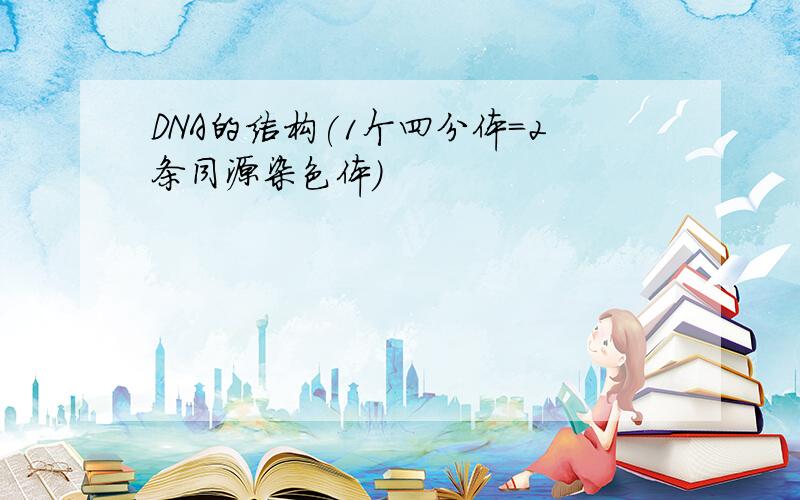 DNA的结构(1个四分体=2条同源染色体)