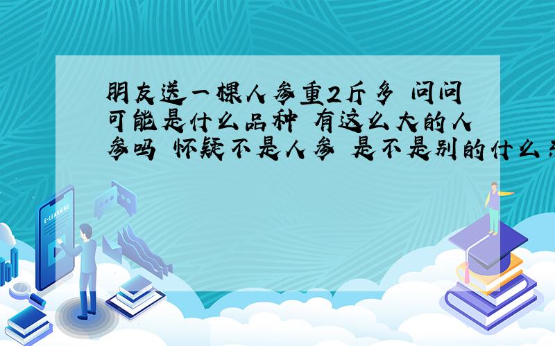 朋友送一棵人参重2斤多 问问可能是什么品种 有这么大的人参吗 怀疑不是人参 是不是别的什么东东