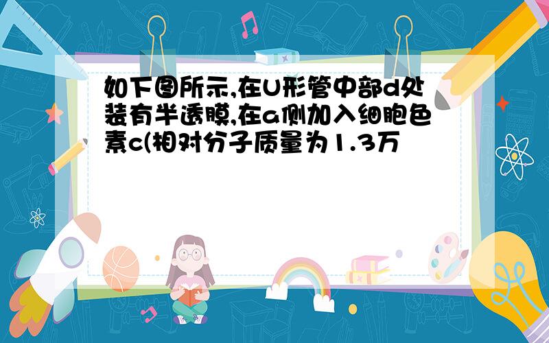 如下图所示,在U形管中部d处装有半透膜,在a侧加入细胞色素c(相对分子质量为1.3万