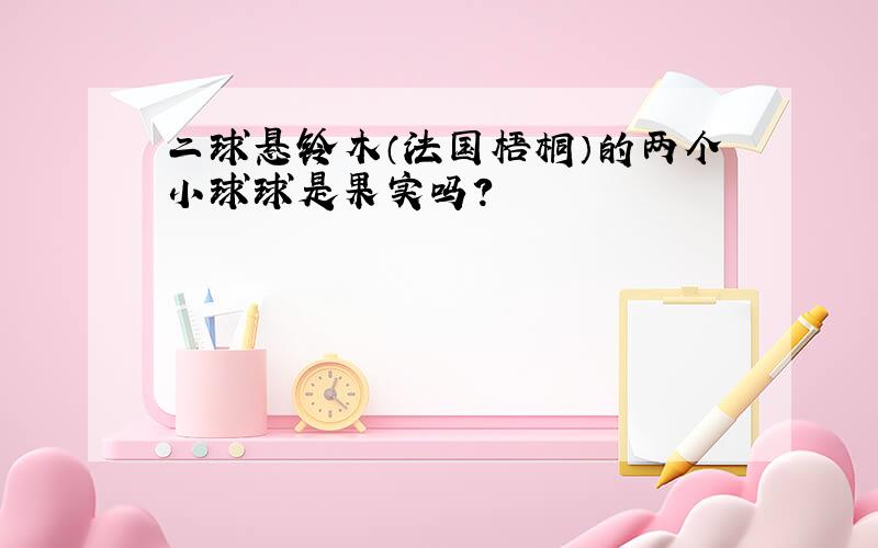 二球悬铃木（法国梧桐）的两个小球球是果实吗?