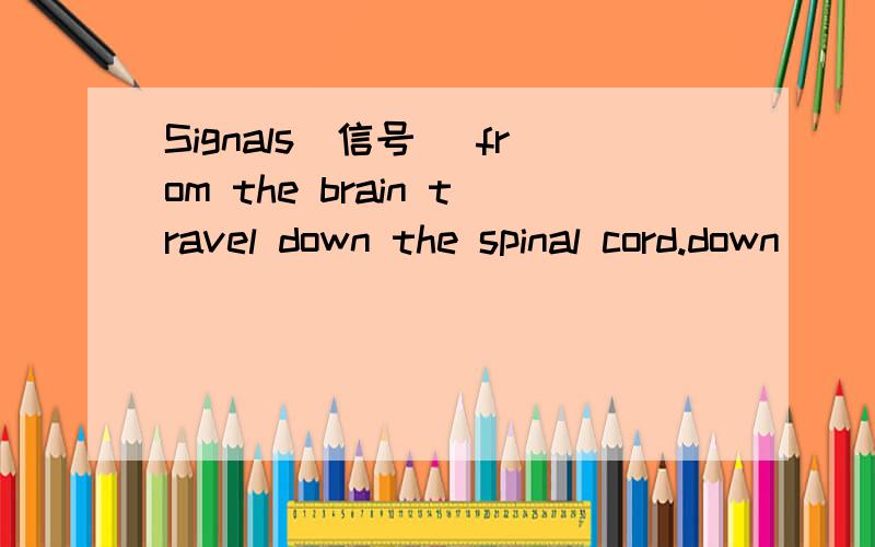 Signals（信号） from the brain travel down the spinal cord.down