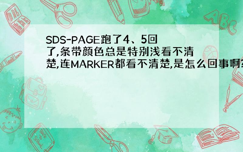 SDS-PAGE跑了4、5回了,条带颜色总是特别浅看不清楚,连MARKER都看不清楚,是怎么回事啊?