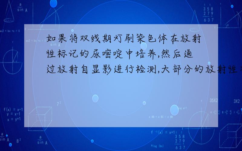 如果将双线期灯刷染色体在放射性标记的尿嘧啶中培养,然后通过放射自显影进行检测,大部分的放射性将出现在（ ）