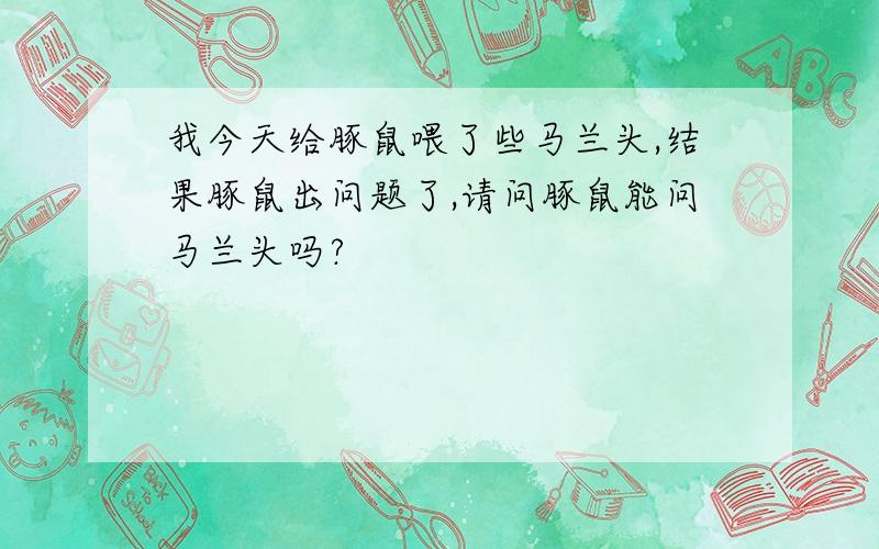 我今天给豚鼠喂了些马兰头,结果豚鼠出问题了,请问豚鼠能问马兰头吗?