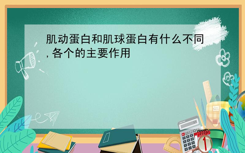 肌动蛋白和肌球蛋白有什么不同,各个的主要作用