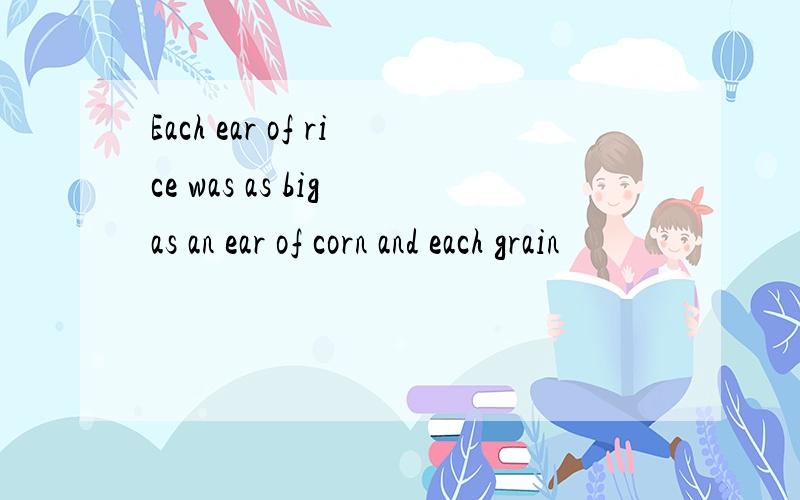 Each ear of rice was as big as an ear of corn and each grain