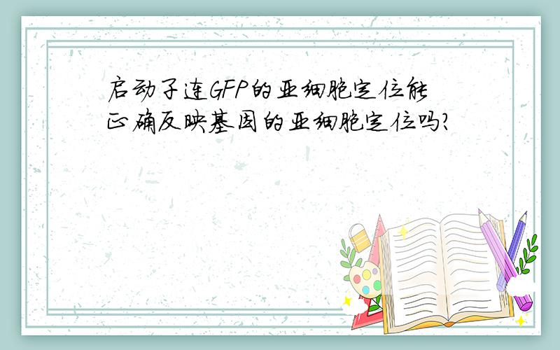 启动子连GFP的亚细胞定位能正确反映基因的亚细胞定位吗?