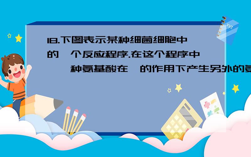 18.下图表示某种细菌细胞中的一个反应程序.在这个程序中,一种氨基酸在酶的作用下产生另外的氨基酸.