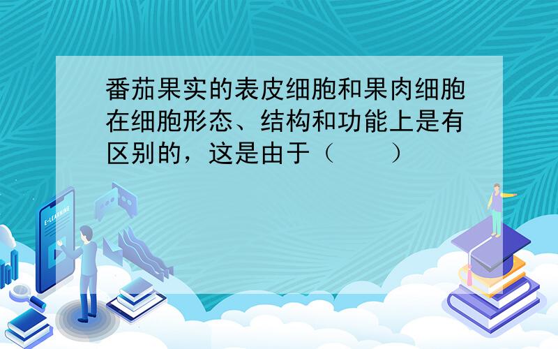 番茄果实的表皮细胞和果肉细胞在细胞形态、结构和功能上是有区别的，这是由于（　　）