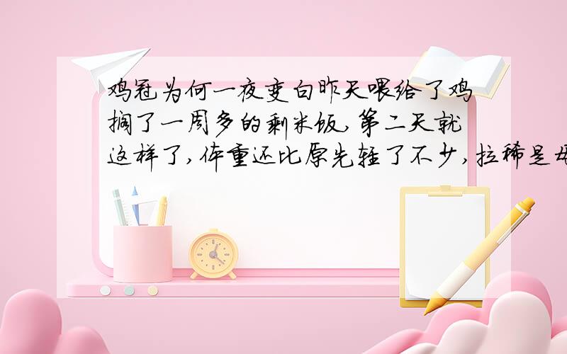 鸡冠为何一夜变白昨天喂给了鸡搁了一周多的剩米饭,第二天就这样了,体重还比原先轻了不少,拉稀是母鸡