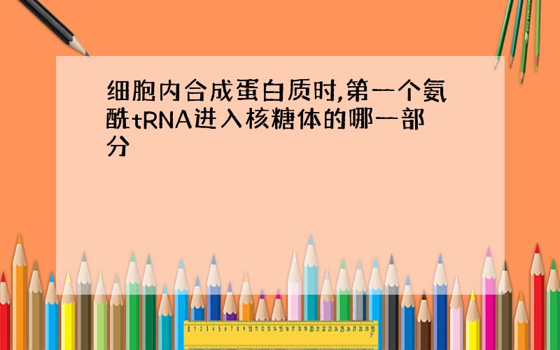 细胞内合成蛋白质时,第一个氨酰tRNA进入核糖体的哪一部分