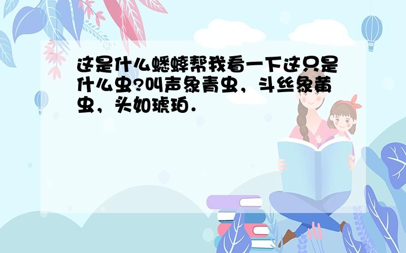 这是什么蟋蟀帮我看一下这只是什么虫?叫声象青虫，斗丝象黄虫，头如琥珀．