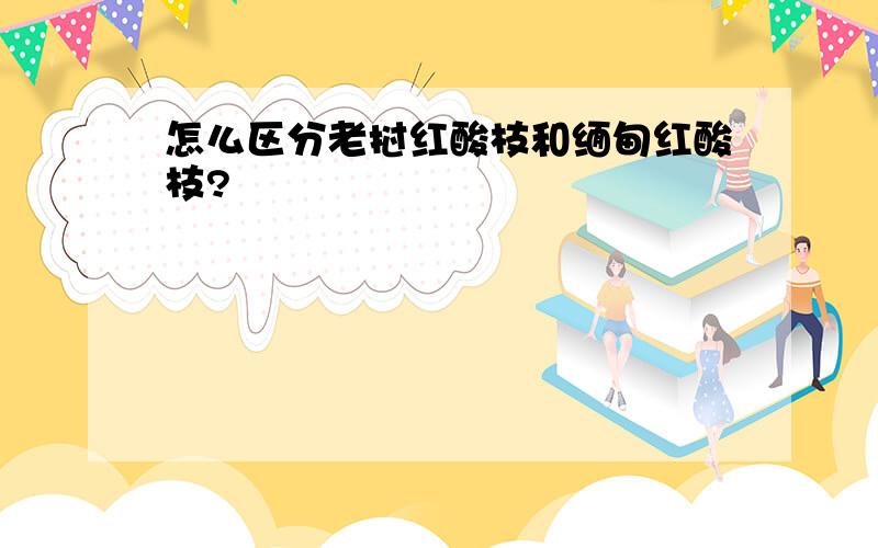 怎么区分老挝红酸枝和缅甸红酸枝?