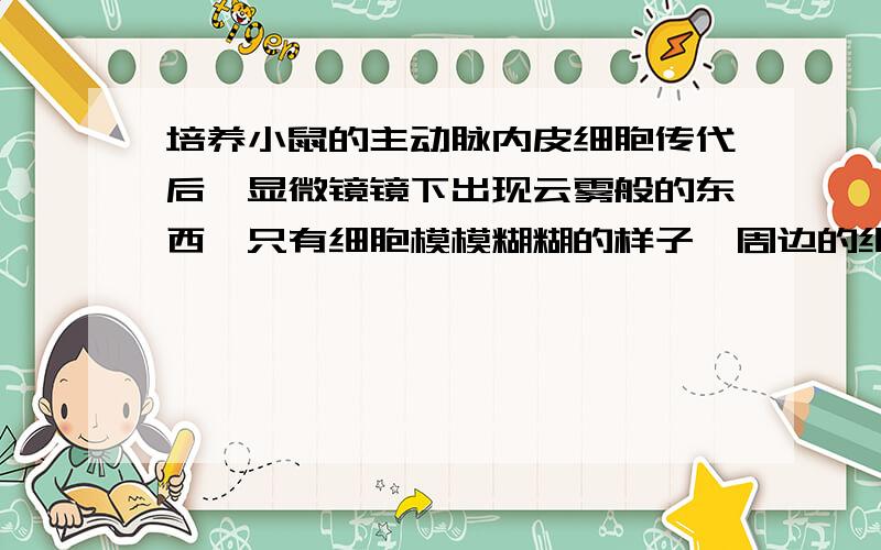 培养小鼠的主动脉内皮细胞传代后,显微镜镜下出现云雾般的东西,只有细胞模模糊糊的样子,周边的细胞都是正常的.可能是什么原因