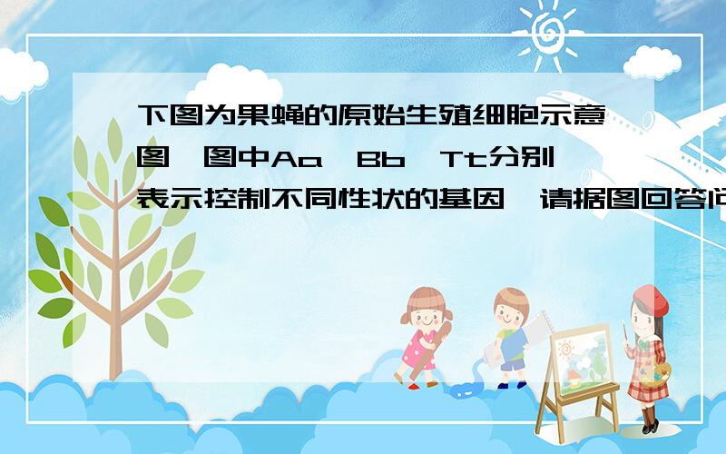 下图为果蝇的原始生殖细胞示意图,图中Aa、Bb、Tt分别表示控制不同性状的基因,请据图回答问题