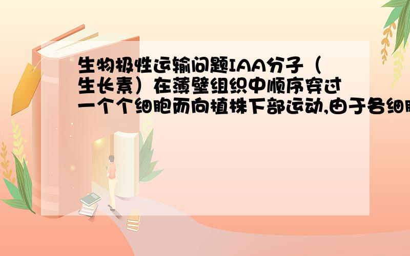 生物极性运输问题IAA分子（生长素）在薄壁组织中顺序穿过一个个细胞而向植株下部运动,由于各细胞底部的细胞膜上有携带IAA