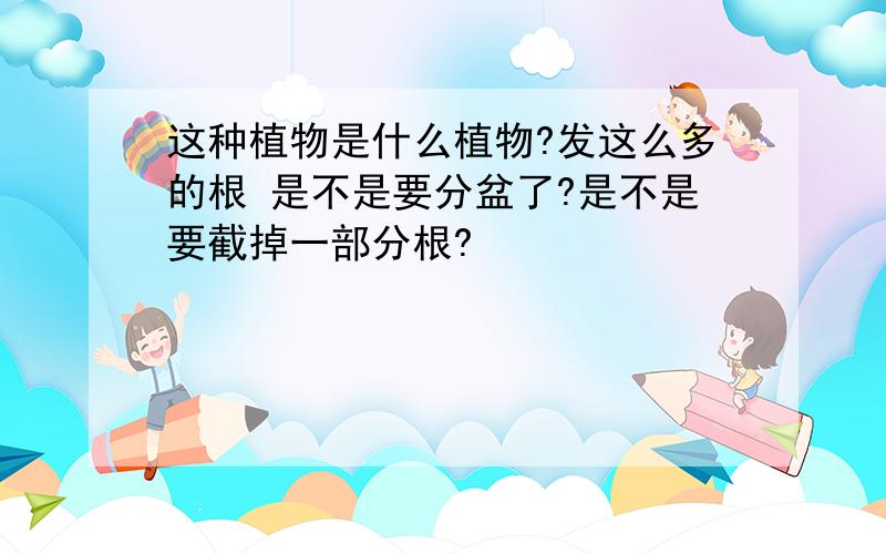 这种植物是什么植物?发这么多的根 是不是要分盆了?是不是要截掉一部分根?