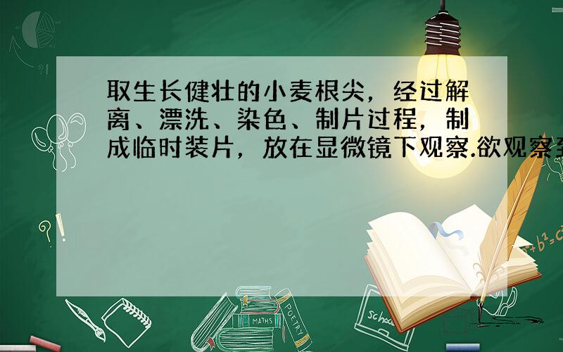 取生长健壮的小麦根尖，经过解离、漂洗、染色、制片过程，制成临时装片，放在显微镜下观察.欲观察到细胞有丝分裂的前、中、后、