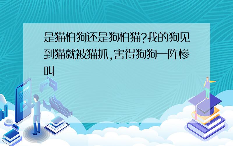 是猫怕狗还是狗怕猫?我的狗见到猫就被猫抓,害得狗狗一阵惨叫