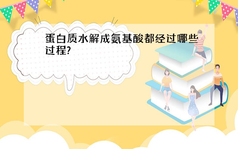 蛋白质水解成氨基酸都经过哪些过程?