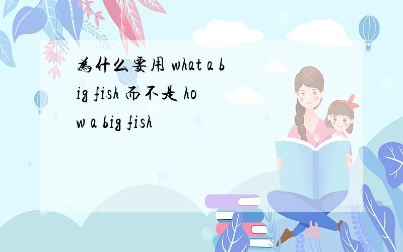 为什么要用 what a big fish 而不是 how a big fish