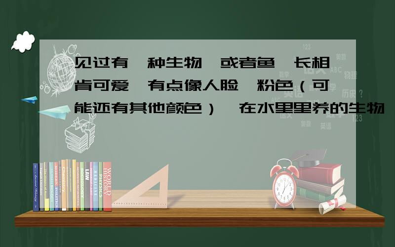 见过有一种生物,或者鱼,长相肯可爱,有点像人脸,粉色（可能还有其他颜色）,在水里里养的生物