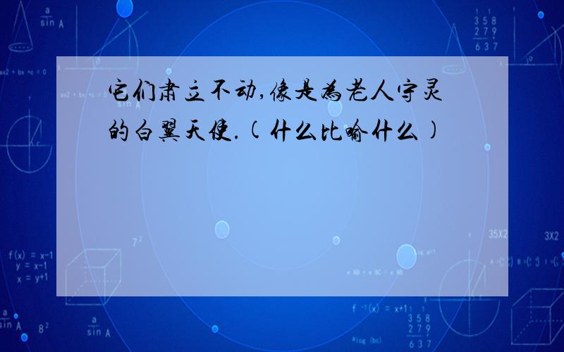 它们肃立不动,像是为老人守灵的白翼天使.(什么比喻什么)