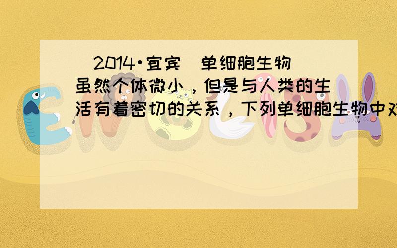 （2014•宜宾）单细胞生物虽然个体微小，但是与人类的生活有着密切的关系，下列单细胞生物中对净化污水有一定作用的是（