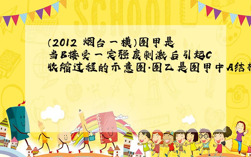 （2012•烟台一模）图甲是当B接受一定强度刺激后引起C收缩过程的示意图．图乙是图甲中A结构的放大示意图．据图分析，下叙