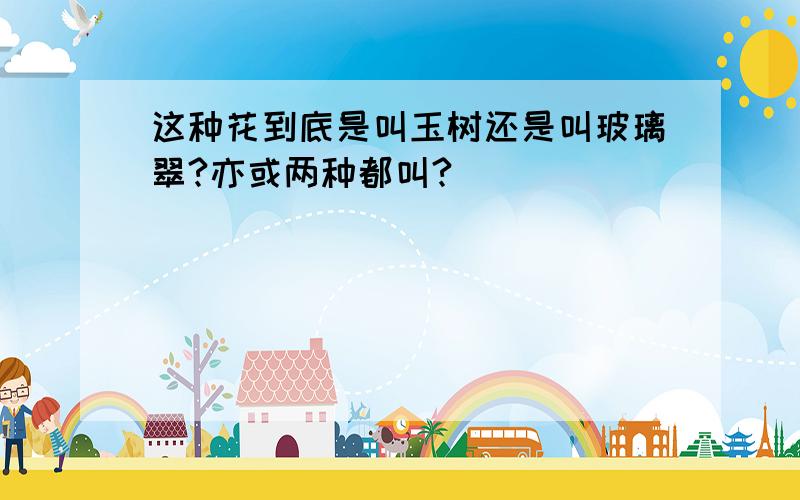 这种花到底是叫玉树还是叫玻璃翠?亦或两种都叫?