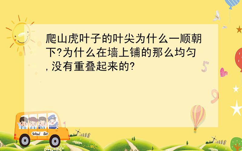 爬山虎叶子的叶尖为什么一顺朝下?为什么在墙上铺的那么均匀,没有重叠起来的?