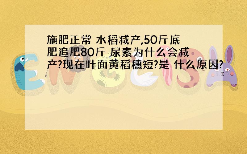 施肥正常 水稻减产,50斤底肥追肥80斤 尿素为什么会减产?现在叶面黄稻穗短?是 什么原因?