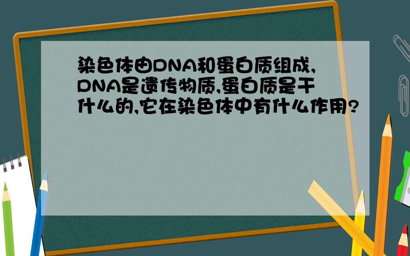 染色体由DNA和蛋白质组成,DNA是遗传物质,蛋白质是干什么的,它在染色体中有什么作用?