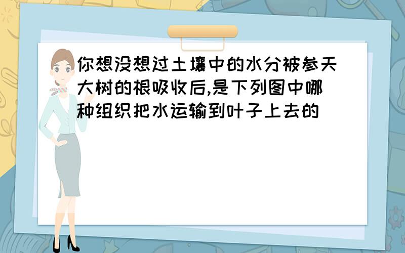 你想没想过土壤中的水分被参天大树的根吸收后,是下列图中哪种组织把水运输到叶子上去的